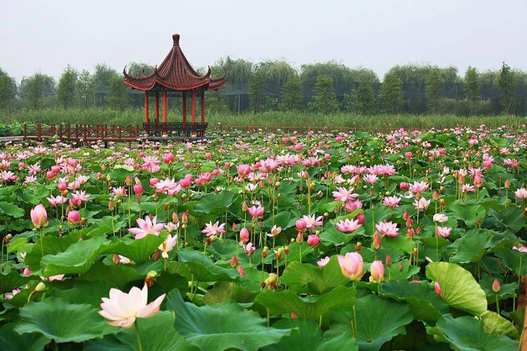 泗洪洪泽湖湿地公园