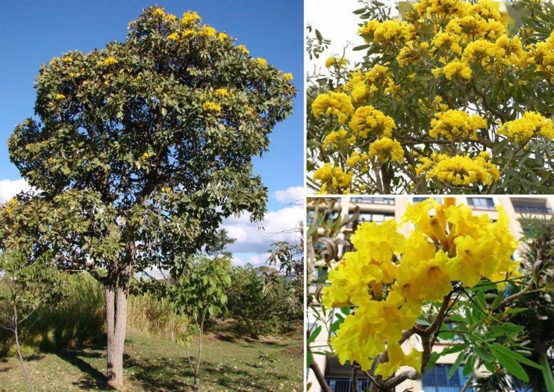 中文学名:蔷薇风铃木  别称:粉花风铃木,洋红风铃木  科:紫葳科  属