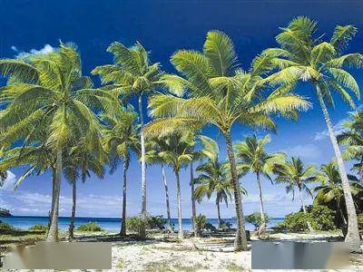 【科普】椰子:热带宝树 海南名片