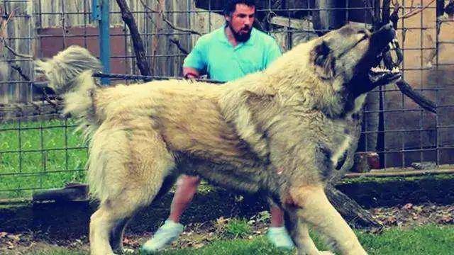 世界上最大的狗!藏獒见了就跑,真有这么可怕?