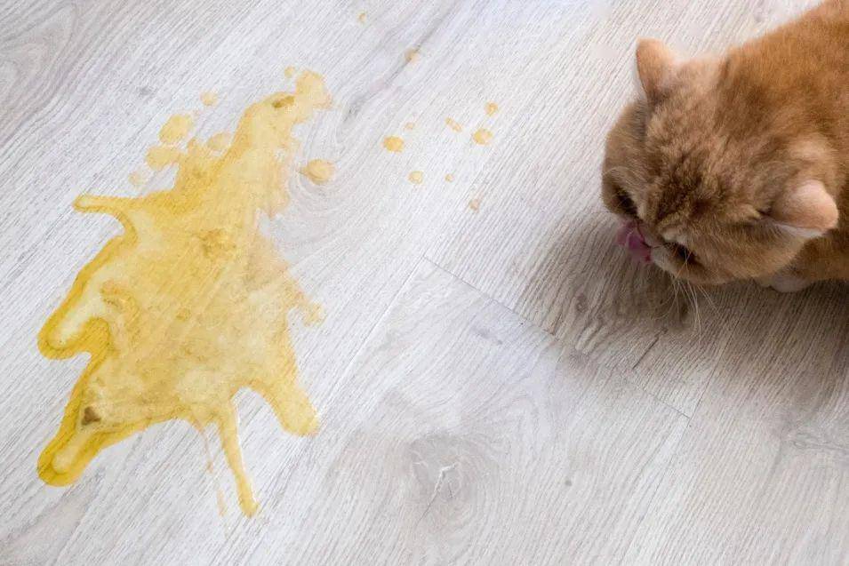 猫:我又吐了,你却总不当回事!