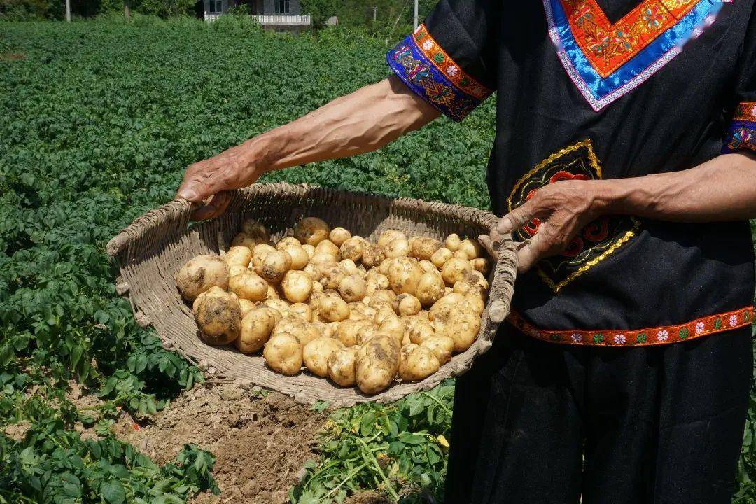 【邻居购物】恩施小土豆上市啦!