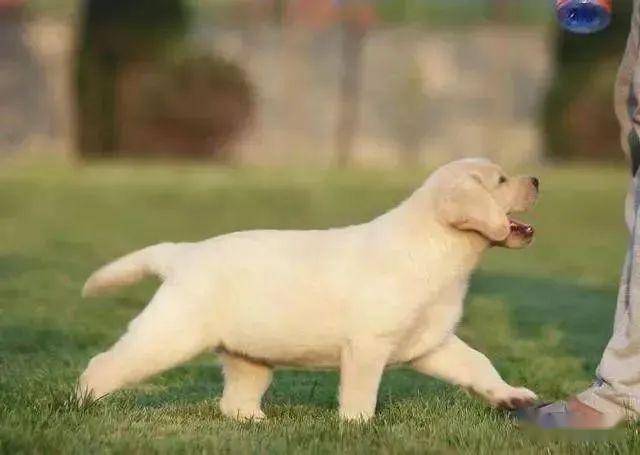 狗为啥突然不听话了 1e47e306afb843a8a1db51fd4db2f256.jpeg