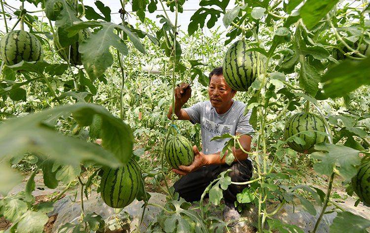 5月20日清晨,一名瓜农在瓜棚中采摘已成熟的西瓜.