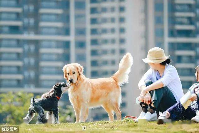 养了只萨摩耶,总被别人说丑,这样都丑?