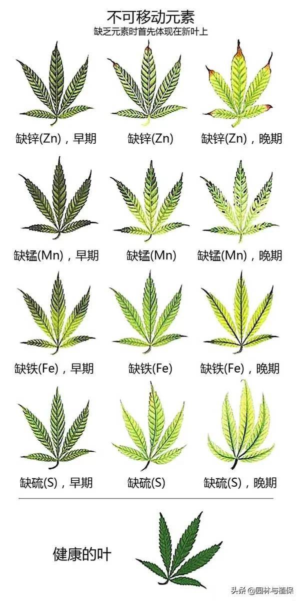 植物元素缺乏症图示,一文看懂!看图判断你的植物缺什么元素