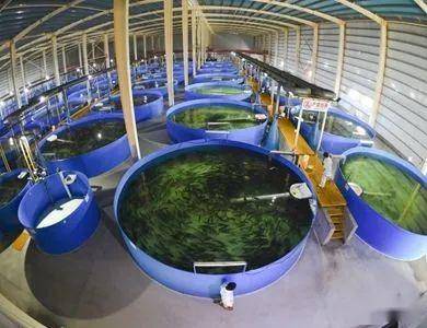 工厂化循环水养殖的发展趋势