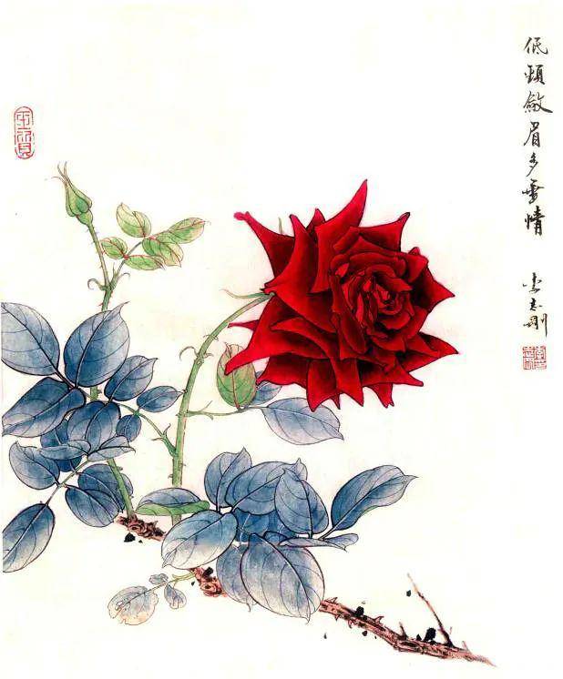 工笔画教程:两种颜色的月季花画法