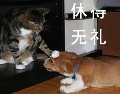 如果养了猫，就别再养其他动物了！因为…