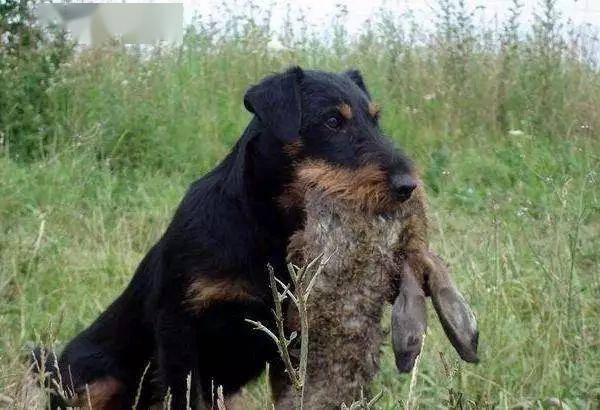 猎梗别名德国猎梗犬,原产地德国,起源于19世纪,是从猎狐梗和古老的黑