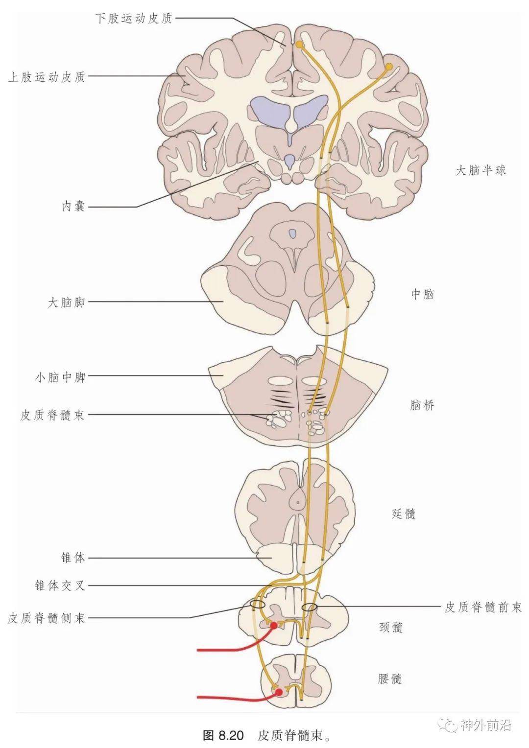 解剖 | 脊髓白质—脊髓的内部结构