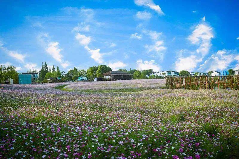 石淙花海龙虾狂欢节来啦~30万斤虾.50万斤冰