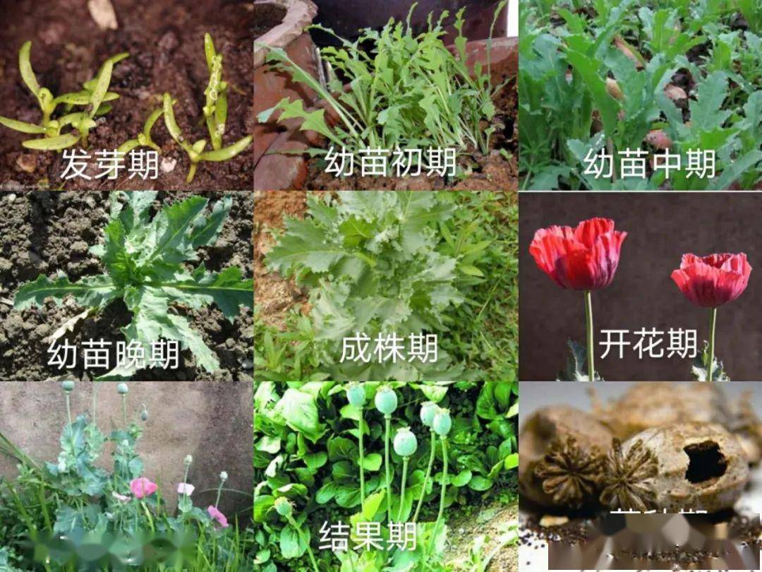 注意| 罂粟花虽美却有毒,非法种植不可为!