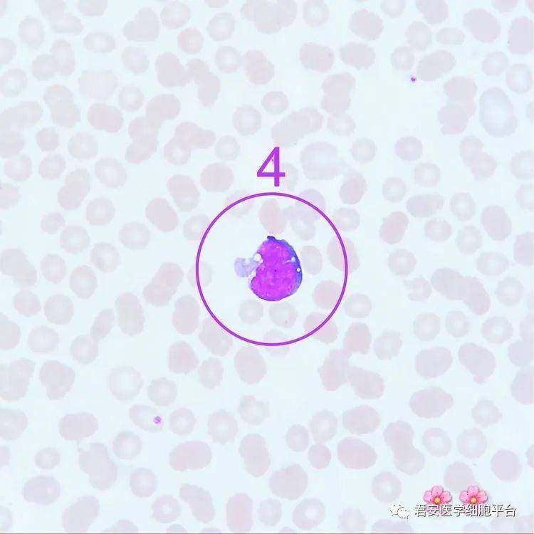 看图识细胞(第83期)_颗粒