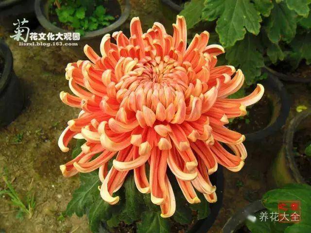 最美的花视频 素材 01d553aff09644fc9a8dc8de220994af.jpeg