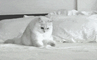 猫:你尽管开店,勾引不来人算我输!_猫咪