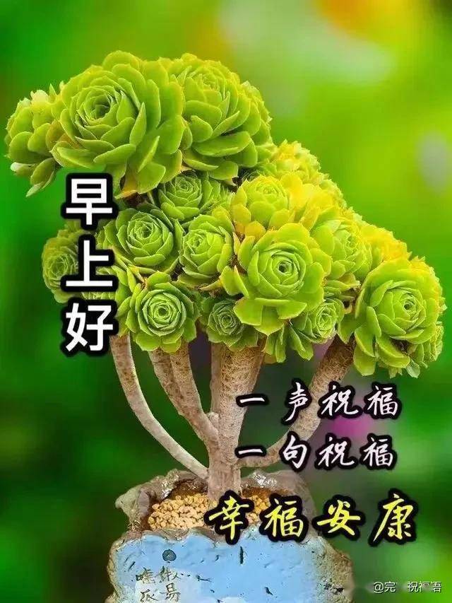 美丽的清晨,美丽的你,亲爱的,早上好