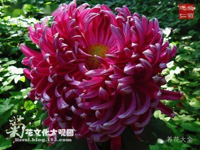 最美的花视频素材 397c1e6f9e8a44cda63b8378cb38208c.jpeg