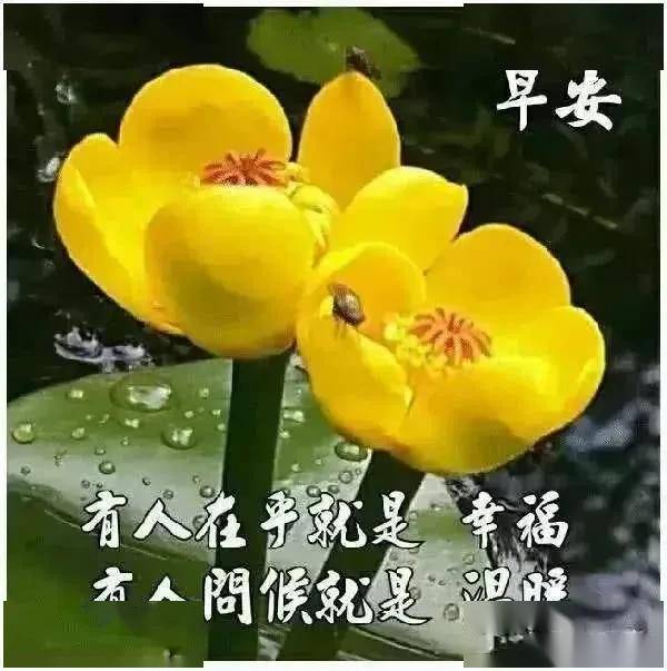 星期天清晨漂亮早上好问候表情图片带字,早晨好问候暖