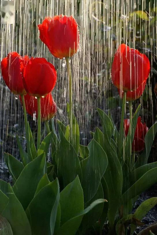 雨中花朵