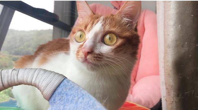 猫的祖先来自于哪里 afdec562118141f7afe3379f917a0511.jpeg