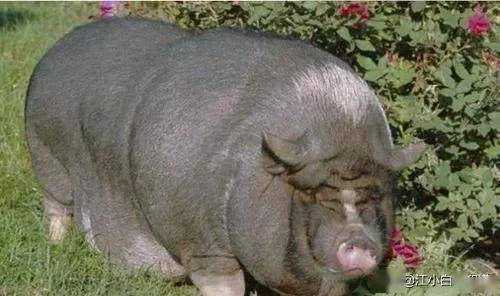 大图模式 大家可能都猜到了,说到世界上最胖的动物,猪肯定能够上榜