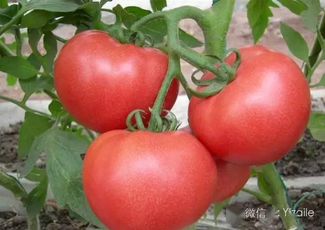 西红柿怎么种植啊 1a680dcb094b492eb5427f0854fedfc9.jpeg