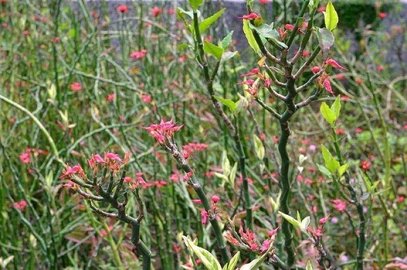 红雀珊瑚,又名铁杆丁香,大银龙,扭曲草,拖鞋花,百足草,红雀掌,是一种