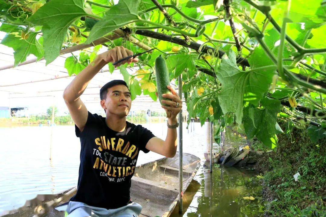 桑麻黑毛节瓜新鲜上市,寻味顺德夏日打卡清单必选项get