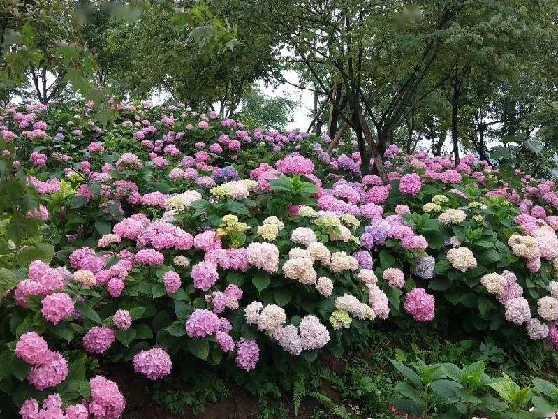 绣球花迎风绽放巴南云林天乡花海等你来打卡