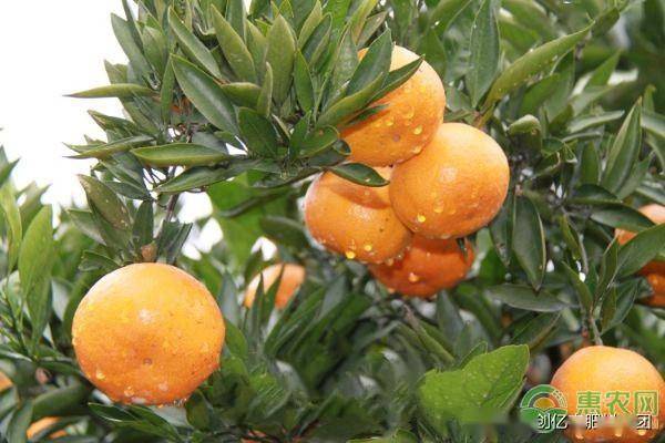 橙的种植与管理技术 a32d1b02667142a39c40750fc91e11a6.jpeg