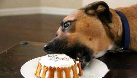 狗为啥会吃草的原因 ace0e77511ea485db151f75220afa67a.jpeg