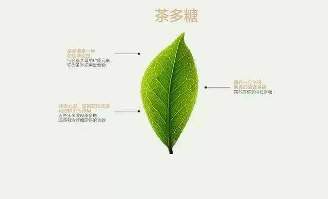 茶叶健康成分茶多糖