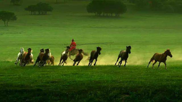 top7 蒙古草原的马群