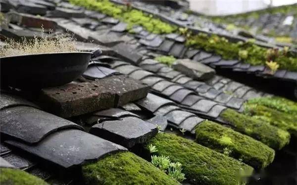 一处青苔，美了一个院子