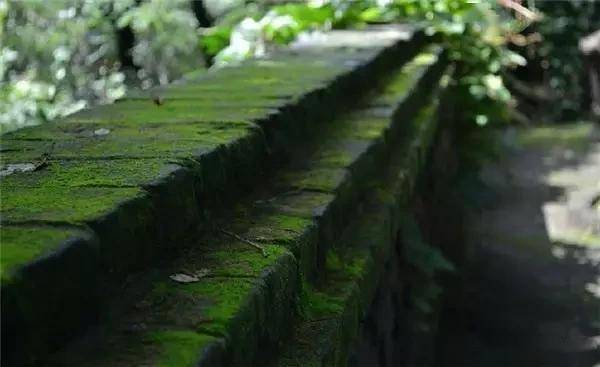 一处青苔，美了一个院子