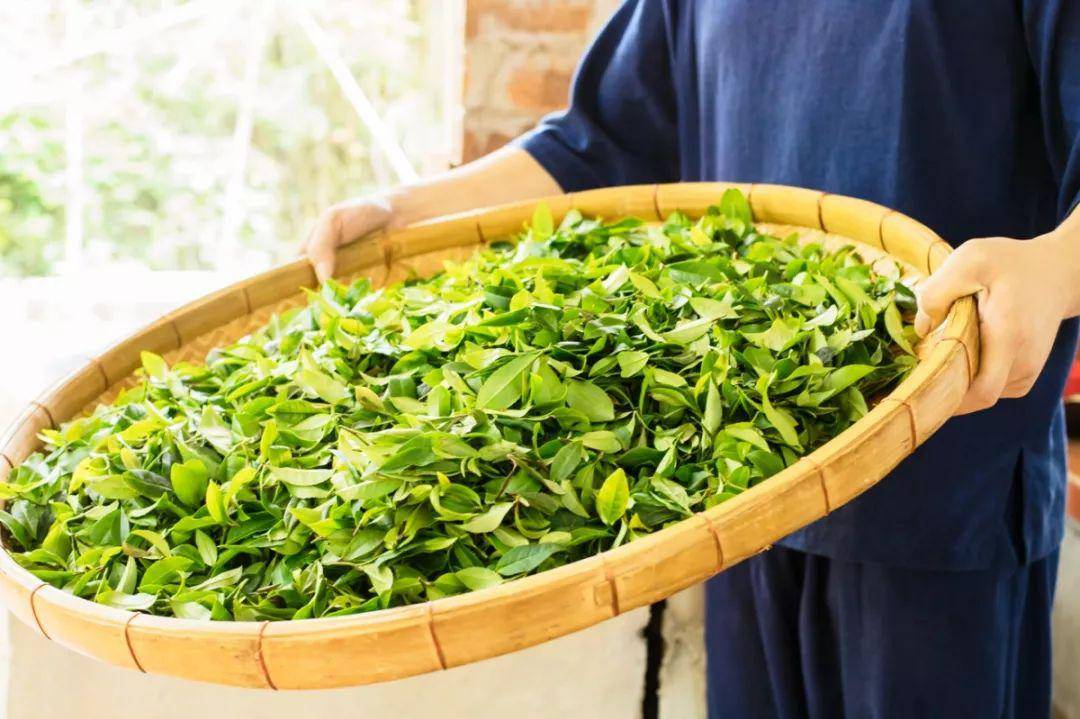 茶叶的人口_人口普查图片