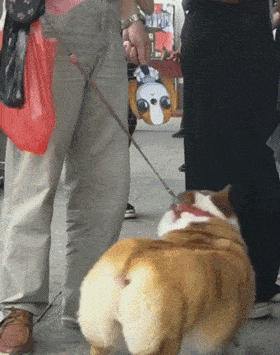 害怕这样的天气柯基太热 这老爷爷真的很爱柯基,连扇子都是狗狗的