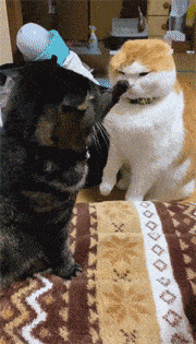 两只猫打架,其中一只一爪直接就按住了对方,好利索的爪法!
