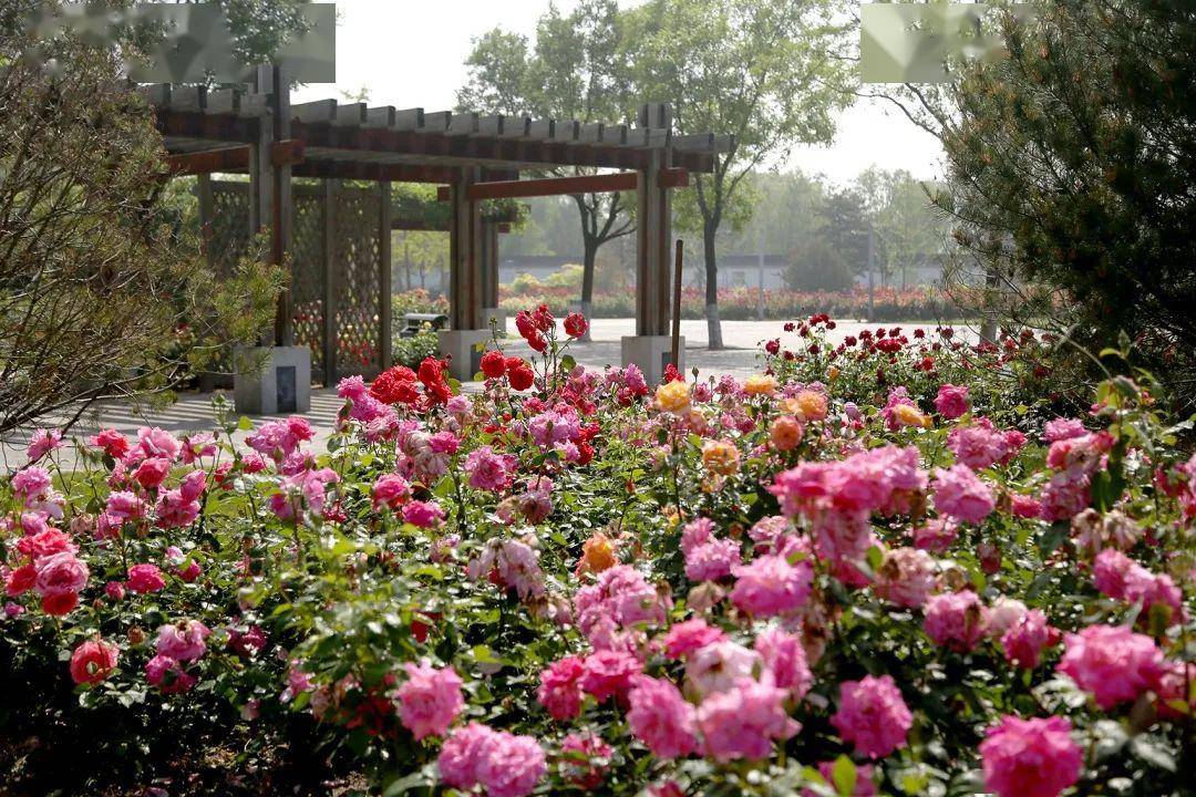 丰台赏花好去处在北京园博园徜徉月季花海感受园林文化
