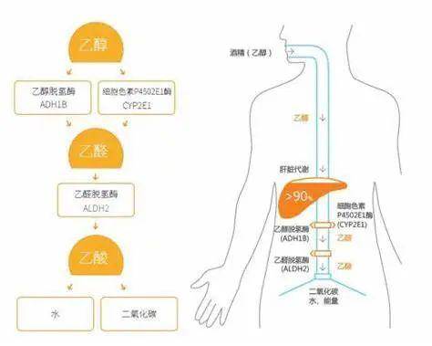 前者把酒精(乙醇)转化成乙醛,后者把乙醛转化成乙酸.