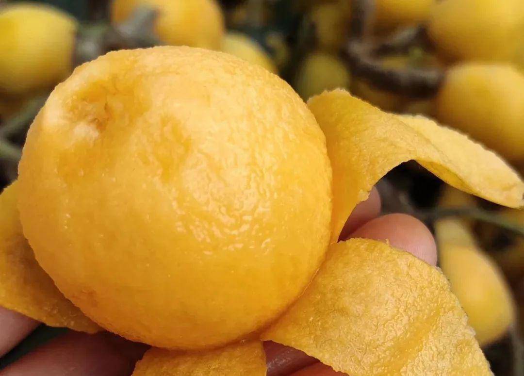 怎么晒干枇杷花好 7cb1288cc18040cabd301cac70c9048c.jpeg