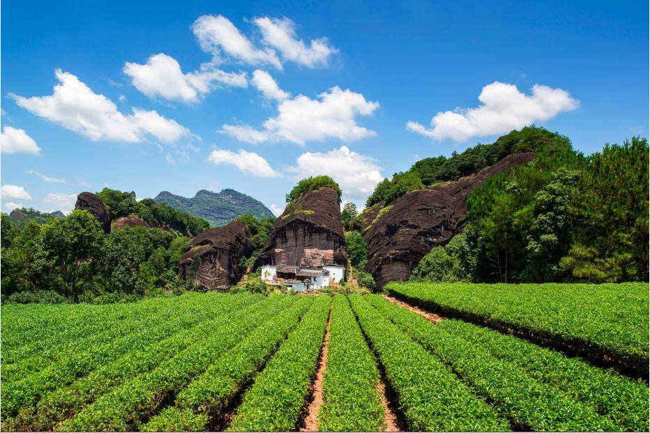 武夷山是中国名符其实的"茶叶王国",茶店茶楼鳞次栉比,茶树茶园触手可