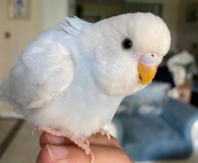 怎么养鸟才能养的很好 f077fe352e144c6cb501ac0b78000fc2.jpeg