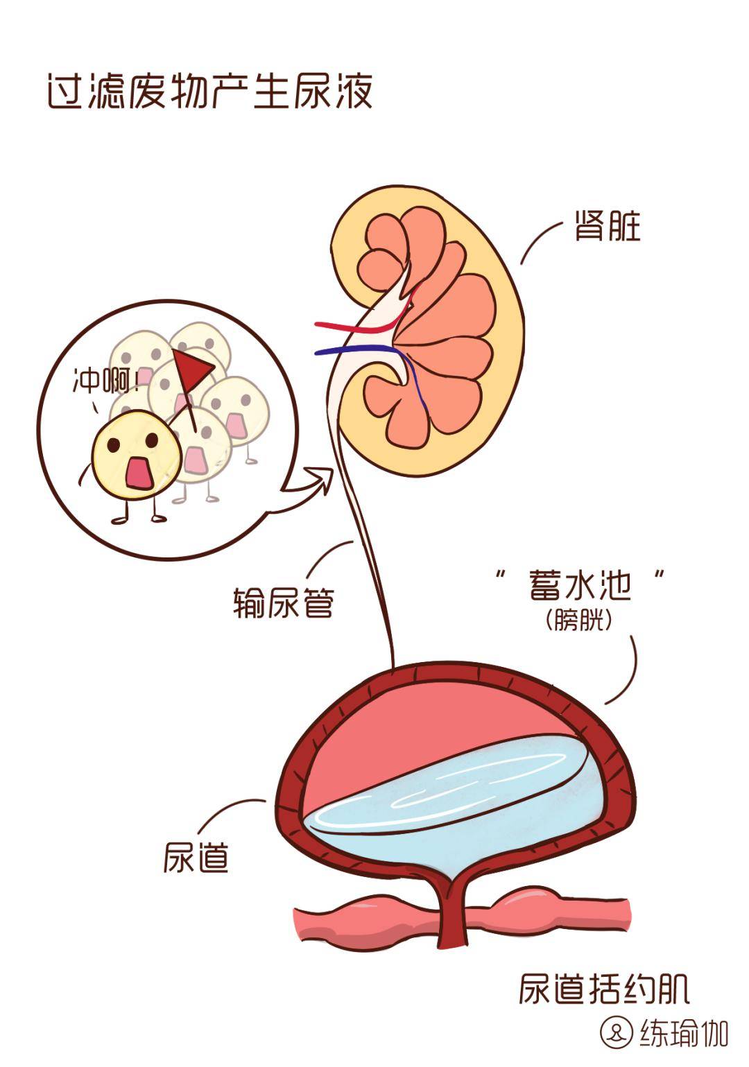 长期憋尿真的会让膀胱爆炸吗3大憋尿的危害看完我真的吓尿了