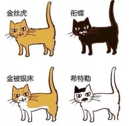 猫什么成语_成语故事图片