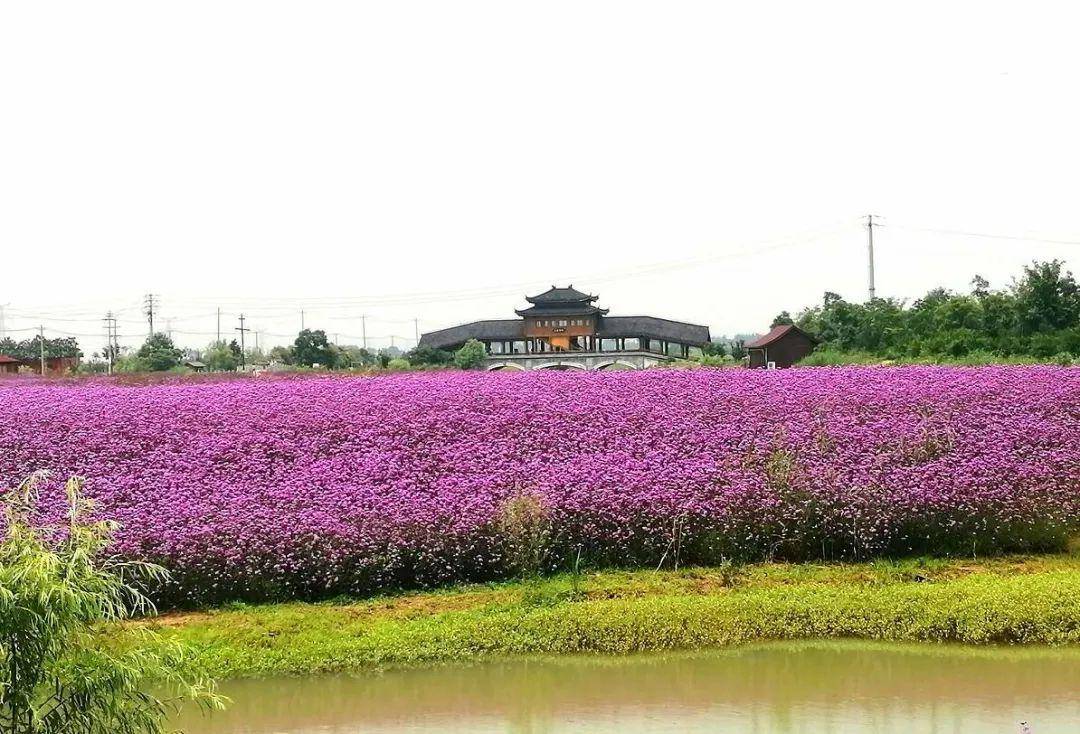 南京这里有一片紫色花海!