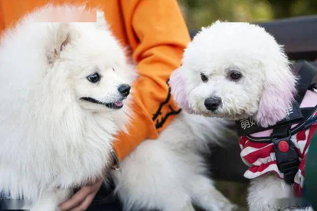 狗狗毛发粗糙 f2ba5692316740819cc654dbf76b21e3.jpeg