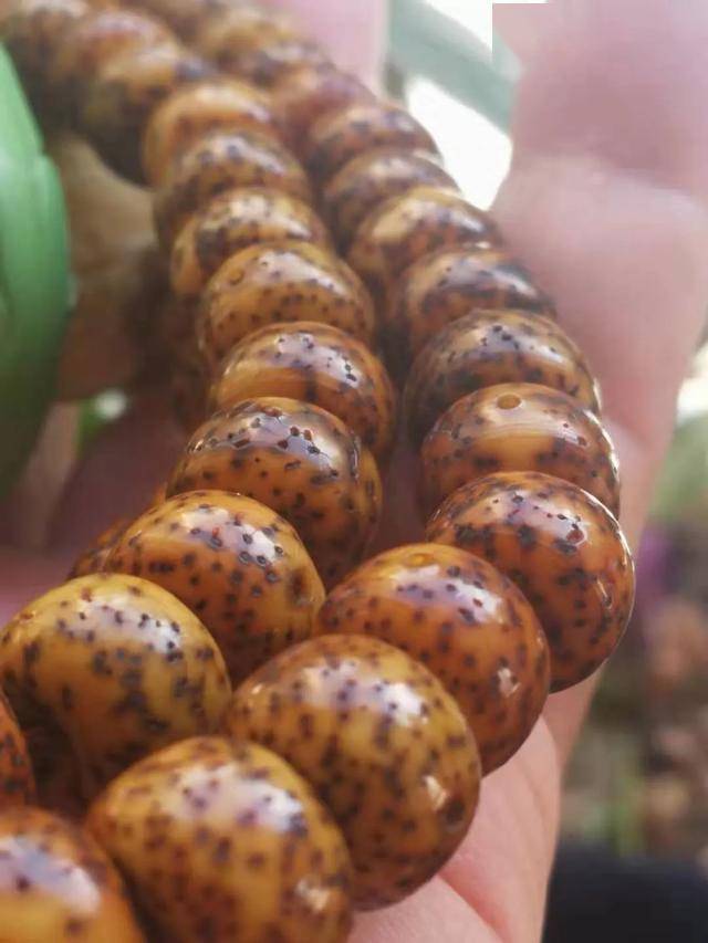 星月菩提的好坏,其实都在星上