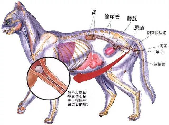 因此作为品种猫繁育人,了解公猫的泌尿及生殖结构,是非常非常有必要的